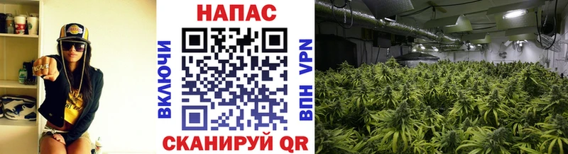 где можно купить наркотик  Старица  Канабис планчик 
